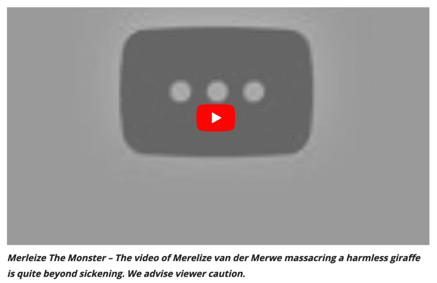 No ‘Scatterlings of Africa’ for Merelize van der Merwe in 2021 – Merelize van der Merwe’s video accompanied by Johnny Clegg’s ‘Scatterlings of Africa’ music of her slaughtering a majestic giraffe is removed from YouTube for copyright infringement.
