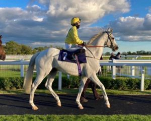Roy Rocket (AKA ‘The King of Brighton’, 2010 – 2021) – Legendary racehorse Roy Rocket was a wildcard punters’ favourite at Brighton. He was trained by John Berry and was allowed to do as he wanted at his yard. “Roy’s the boy” was regularly cheered to success by an octogenarian with a flask full of gin.