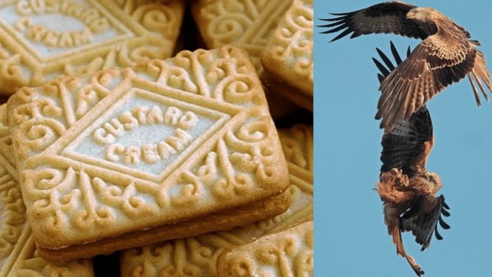 Custard Cream Gate 2021 – After ‘Bingate’ comes red kite raiding – After ‘Bingate’ comes ‘Custard Cream Gate’ in ritzy Henley-on-Thames with a red kite attacking a toddler for a custard cream.