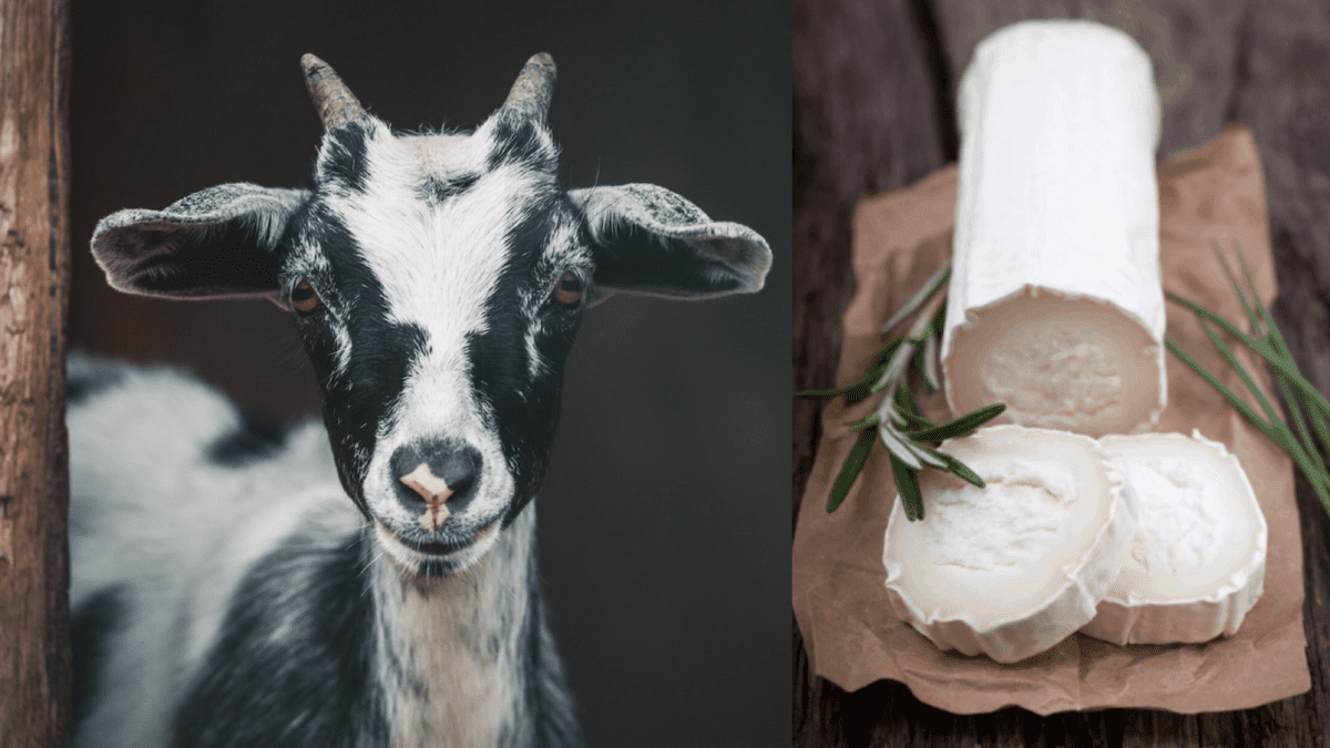 Getting One’s Goat – A Cheesy Conundrum